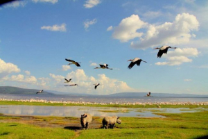 Nacionalni park lake nakuru - live slika